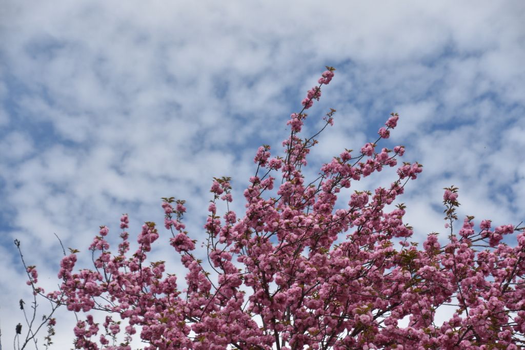 4-4-20 flowers 021 (1024x683).jpg